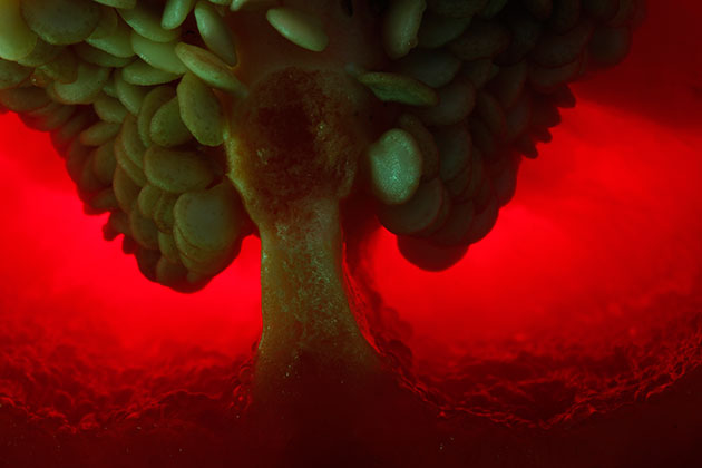 Adriana Benak_Bio-eksplozija_Fotonaut 2016. Adriana Benak_Bio-eksplozija_Fotonaut 2016.